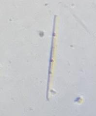 Bacillariophyceae