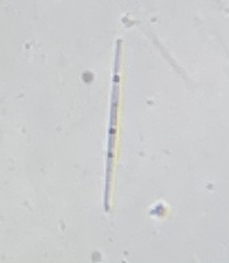 Bacillariophyceae