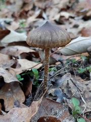 Entoloma vernum