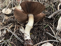 Agaricus berryessae