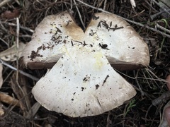 Agaricus berryessae