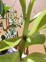 Diabrotica limitata