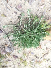 Cardionema ramosissimum