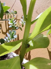Diabrotica limitata