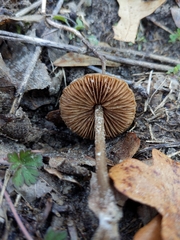 Entoloma vernum