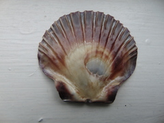 Pecten fumatus