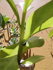 Diabrotica limitata