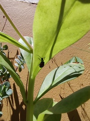 Diabrotica limitata