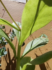 Diabrotica limitata
