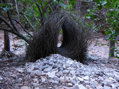 Chlamydera