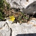 Socotrella dolichocnema - Photo (c) carlfrederick, algunos derechos reservados (CC BY-NC)