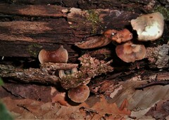 Psilocybe caerulipes