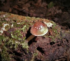 Psilocybe caerulipes