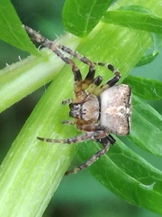 Araneus angulatus
