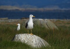 Larus fuscus intermedius