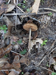Entoloma vernum