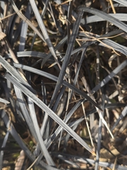 Ophiopogon planiscapus