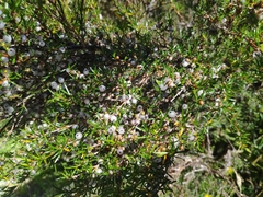 Coprosma