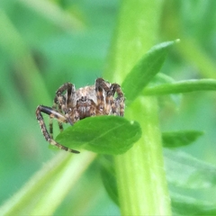 Araneus angulatus