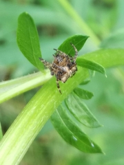 Araneus angulatus