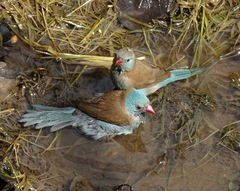 Uraeginthus cyanocephalus