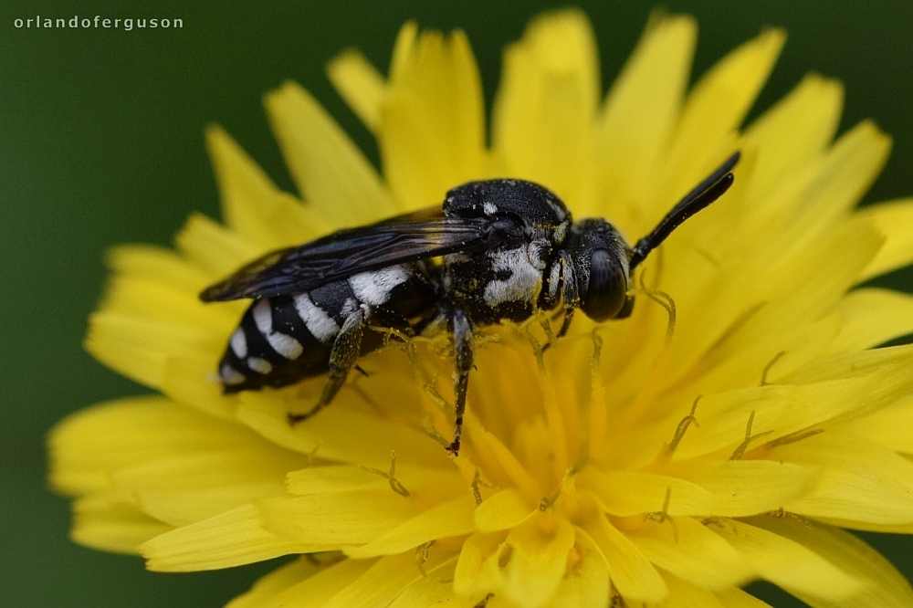 Epeolus fallax