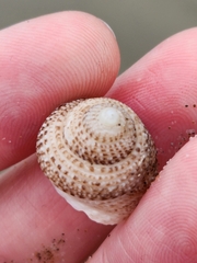 Coelotrochus tiaratus