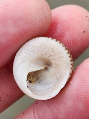 Coelotrochus tiaratus