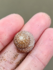 Coelotrochus tiaratus