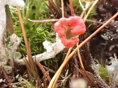 Cladonia pleurota