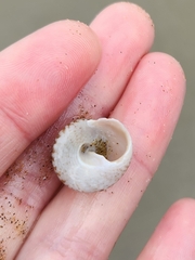 Coelotrochus tiaratus