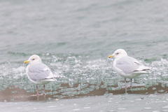 Larus glaucoides kumlieni