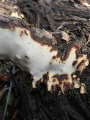 Diplomitoporus