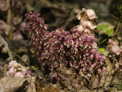 Lathraea squamaria
