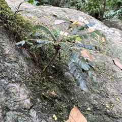 Biophytum dendroides