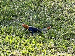 Agama picticauda