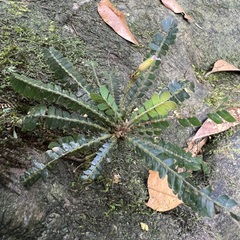 Biophytum dendroides