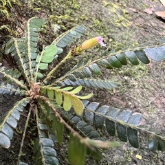 Biophytum dendroides