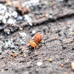 Dicyrtomina