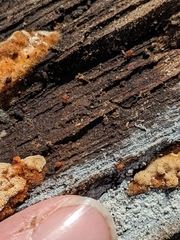 Dicyrtomina
