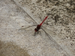 Diplacodes bipunctata