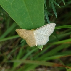 Idaea dilutaria