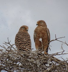 Falco rupicoloides