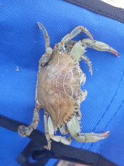 Callinectes sapidus