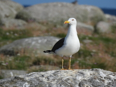 Larus fuscus intermedius