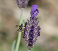 Pseudoanthidium repetitum