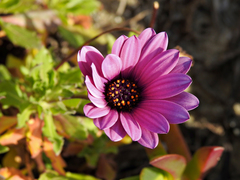 Dimorphotheca