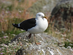 Larus fuscus intermedius
