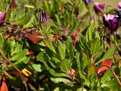Dimorphotheca