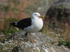 Larus fuscus intermedius
